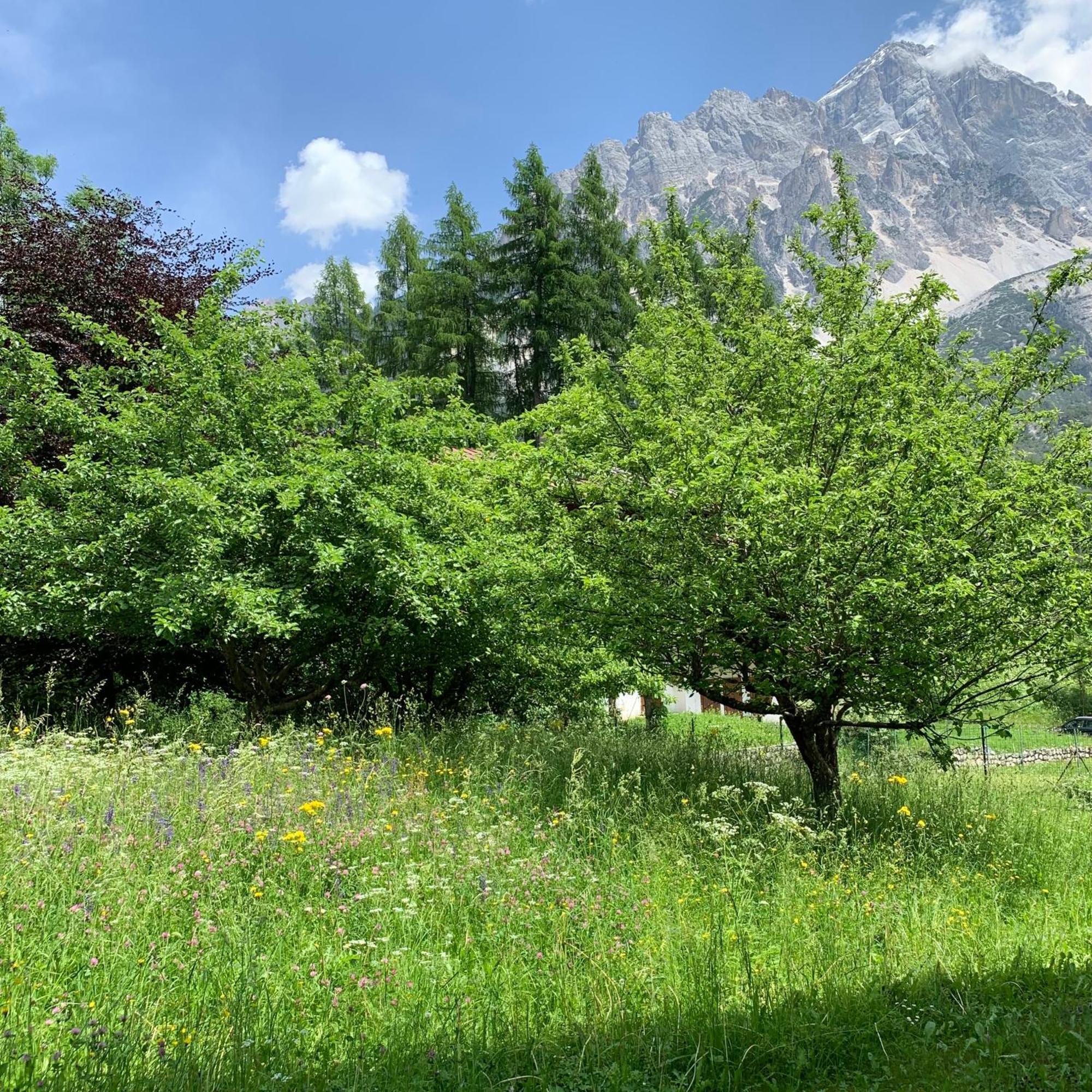 Piccolo Gioiello Di Montagna Villanova (Belluno) Exterior foto